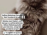 Manine coon dişi ve erkek kedimiz