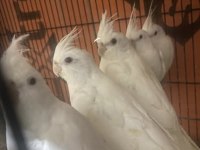 Albino Mutasyonu Sultan Papağanı