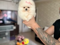 ORİJİNAL POMERANİAN BOO 2 dişi ve 2 erkek bebekler