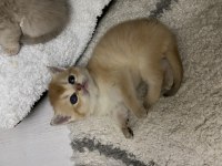 Golden british shorthair bebekler