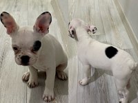 3 AYLIK SAFKAN FRENCH BULLDOG BEBEKLER