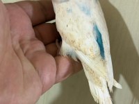 31 GÜNLÜK KONUŞTURMALIK BEBEK MUHABBET KUŞU