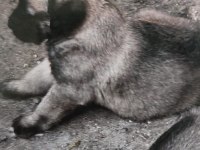 Dev Irk Anadolu Çoban Köpeği