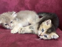 MAVİŞ BEBEK KEDİLER