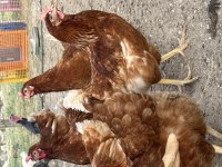 Genç Yumurtlar durumda Atkas Lohman Köy Tavukları