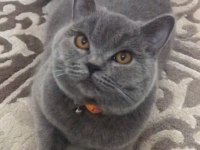 Scottish Fold 10 Aylık Erkek