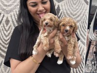Ufacık maltipoo yavrularım