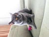 Erkek British Shorthair