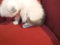 İzmir üçyol scottish fold kedilerim