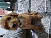 Toy poodle 6 yavrumuz