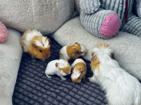 Ginepig yavruları