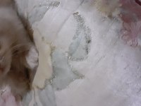 Safkan iran kedi yavrusu