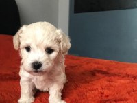 Maltipoo Köpeği Bebeklerim