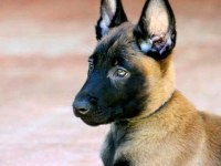 Belçika kurdu (malinois)