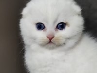 Şecereli babanın scottish fold bebeği