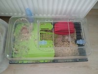 Hamster Koloni Kafesiyle Birlikte