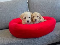 Maltipoo miniklerim
