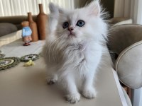 Silver point british longhair ny1233 blue eyes