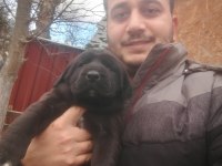 ANADOLU ÇOBAN KÖPEĞİ YAVRULARI