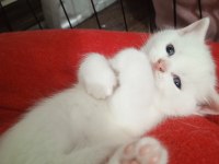 Baba ns1133 Anne scottish fold