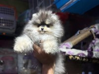 POMERANİAN BOO BEBEKLER