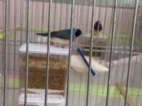 Mavi ve sarı goldian finch takımlar