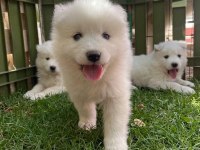 Orjinal samoyed yavrular