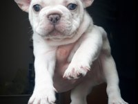 Nadir bulanan renkler egzotik tür french bulldog
