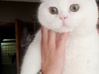 O BİR BRİTİSH LONGHAİR PAŞA