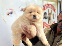 Chow chow bebeklerimiz