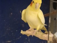 Dişi Kırmızı Göz Lutino Sultan Papağanı