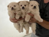 Pomeranian yavrularımız oyuncak değil gerçek