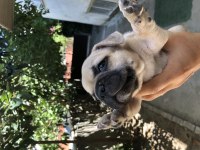 French bulldog 22 haziran doğumlu