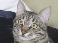TEKİR SAHİPLENDİRME YUVA ARIYORUZ