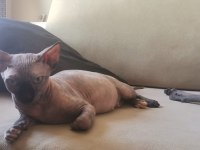 İzmir Sfenks Kedileri