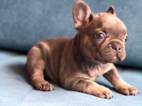 Blue French Bulldog Yavrularımız