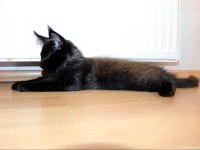 Safkan şecereli Maine Coon oğlan