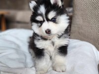 HUSKY MAVİ BONCUKLAR GÖNÜLLERİ YAKIYOR