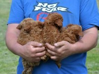 TOY POODLE YAVRULAR İZMİR