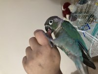 Konuşan oyun hamuru konur papağanı