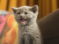 British shorthair beyaz ve lilac bebeklerime yuva arıyorum