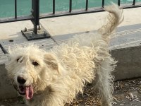 Sahiplendirilecek maltese terrier