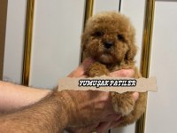 Sevimli Irk Toy Poodle
