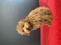 14 ŞUBAT DOĞUMLU MALTİPOO OĞLUMUZ