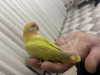 Yeme düşmüş yavru papağanımız