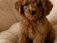YAKISIKLI POODLE OĞLANLAR