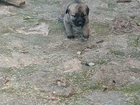 Orijinal kangal eniklerimiz yeni sahiplerini arıyor