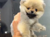ORANGE DİŞİ POMERANİAN BOO
