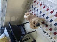 Çin aslanı köpeğimiz