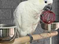 Full evcil kakadu papağanı